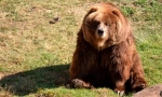 Kodiak